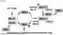 Fig. 07 - COMPOSITIONS AND METHODS FOR INHIBITING RHO KINASE