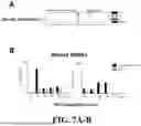 Fig. 09 - DENDRITIC CELL ASGPR TARGETING IMMUNOTHERAPEUTICS FOR MULTIPLE SCLEROSIS