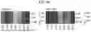 Fig. 33 - COMPOSITIONS AND METHODS FOR LOCALIZED DELIVERY OF CYTOKINES FOR ADOPTIVE CELL THERAPY