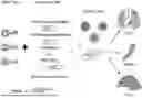 Fig. 01 - PROGRAMMABLE LIPID NANOPARTICLE DELIVERY VIA CORONA PROTEIN ENGINEERING