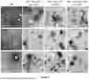 Fig. 05 - PROGRAMMABLE LIPID NANOPARTICLE DELIVERY VIA CORONA PROTEIN ENGINEERING