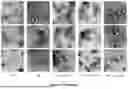 Fig. 06 - PROGRAMMABLE LIPID NANOPARTICLE DELIVERY VIA CORONA PROTEIN ENGINEERING