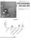 Fig. 07 - PROGRAMMABLE LIPID NANOPARTICLE DELIVERY VIA CORONA PROTEIN ENGINEERING