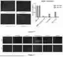 Fig. 16 - PROGRAMMABLE LIPID NANOPARTICLE DELIVERY VIA CORONA PROTEIN ENGINEERING
