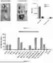 Fig. 23 - PROGRAMMABLE LIPID NANOPARTICLE DELIVERY VIA CORONA PROTEIN ENGINEERING
