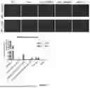 Fig. 37 - PROGRAMMABLE LIPID NANOPARTICLE DELIVERY VIA CORONA PROTEIN ENGINEERING