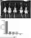 Fig. 44 - PROGRAMMABLE LIPID NANOPARTICLE DELIVERY VIA CORONA PROTEIN ENGINEERING