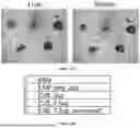 Fig. 67 - PROGRAMMABLE LIPID NANOPARTICLE DELIVERY VIA CORONA PROTEIN ENGINEERING