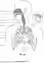 Fig. 05 - PATIENT INTERFACE WITH A SEAL-FORMING STRUCTURE HAVING VARYING THICKNESS