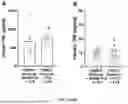 Fig. 06 - STIMULATION OF THE CELIAC-SUPERIOR MESENTERIC GANGLION COMPLEX FOR TREATING INFLAMMATION