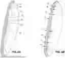 Fig. 09 - GOLF CLUB HEAD WITH A VARIABLE FACE THICKNESS