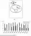 Fig. 02 - EGFL6 SPECIFIC MONOCLONAL ANTIBODIES AND METHODS OF THEIR USE
