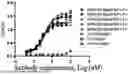 Fig. 01 - GPRC5D ANTIBODY AND APPLICATION THEREOF