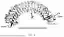 Fig. 02 - Epitope of Regulatory T Cell Surface Antigen and Antibody Specifically Binding Thereto