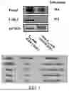 Fig. 04 - Epitope of Regulatory T Cell Surface Antigen and Antibody Specifically Binding Thereto
