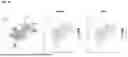 Fig. 02 - COMPOSITIONS AND METHODS FOR PRODUCING SMOOTH MUSCLE CELLS