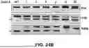 Fig. 45 - Compositions for Inducing Modifications of Target Endogenous Nucleic Acid Sequences in Nucleuses of Eukaryotic Cells