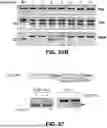Fig. 49 - Compositions for Inducing Modifications of Target Endogenous Nucleic Acid Sequences in Nucleuses of Eukaryotic Cells
