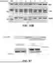 Fig. 49 - Compositions for Inducing Modifications of Target Endogenous Nucleic Acid Sequences in Nucleuses of Eukaryotic Cells