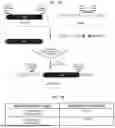Fig. 02 - RECOMBINANT NUCLEIC ACID MOLECULES AND PLASMIDS FOR INCREASING STABILITY OF GENES TOXIC TO E. COLI