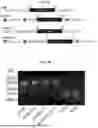 Fig. 09 - RECOMBINANT NUCLEIC ACID MOLECULES AND PLASMIDS FOR INCREASING STABILITY OF GENES TOXIC TO E. COLI