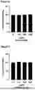 Fig. 07 - METHODS TO PRODUCE RECOMBINANT CUTIBACTERIUM ACNES AND USES THEREOF