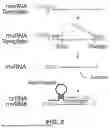 Fig. 03 - ABERRANT VIRAL RNA DETECTION USING CAS13