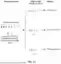 Fig. 09 - ABERRANT VIRAL RNA DETECTION USING CAS13