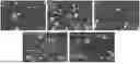Fig. 01 - Surface Pre-oxidized AlCrVTiSiON Nano-gradient Coating and Preparation Method Thereof