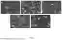 Fig. 02 - Surface Pre-oxidized AlCrVTiSiON Nano-gradient Coating and Preparation Method Thereof