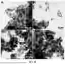 Fig. 31 - BIMETALLIC ALLOY NANOSTRUCTURES FOR EFFICIENT AMMONIA ELECTROSYNTHESIS