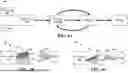 Fig. 05 - REPORTING UE CAPABILITY ON CROSS FREQUENCY/BAND SRS INDICATION