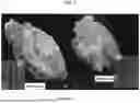 Fig. 02 - AMORPHOUS PROTEIN EXTRUDATES