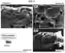 Fig. 07 - AMORPHOUS PROTEIN EXTRUDATES