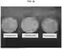 Fig. 11 - AMORPHOUS PROTEIN EXTRUDATES