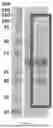 Fig. 06 - Ligand Operable Protein Cages