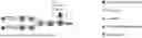 Fig. 01 - HIGH AFFINITY ANTIBODIES SPECIFICALLY BINDING TO a-1,6-CORE-FUCOSYLATED ALPHA-FETOPROTEIN
