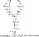 Fig. 16 - HIGH AFFINITY ANTIBODIES SPECIFICALLY BINDING TO a-1,6-CORE-FUCOSYLATED ALPHA-FETOPROTEIN