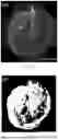Fig. 04 - LIGHT-ACTIVATABLE, SUSTAINED-EXPOSURE ETHANOL INJECTION