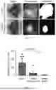 Fig. 09 - LIGHT-ACTIVATABLE, SUSTAINED-EXPOSURE ETHANOL INJECTION