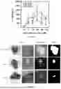 Fig. 13 - LIGHT-ACTIVATABLE, SUSTAINED-EXPOSURE ETHANOL INJECTION
