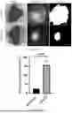 Fig. 29 - LIGHT-ACTIVATABLE, SUSTAINED-EXPOSURE ETHANOL INJECTION