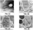 Fig. 03 - LYTIC PHAGE WITH HIGH SPECIFICITY TOWARDS PATHOGENIC ESCHERICHIA COLI