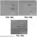 Fig. 15 - LYTIC PHAGE WITH HIGH SPECIFICITY TOWARDS PATHOGENIC ESCHERICHIA COLI