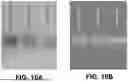 Fig. 23 - LYTIC PHAGE WITH HIGH SPECIFICITY TOWARDS PATHOGENIC ESCHERICHIA COLI