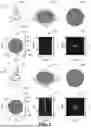 Fig. 04 - GPU-ACCELERATED AND MEMORY-INDEPENDENT LAYOUT GENERATION FOR LARGE-SCALE METAMATERIALS AND METADEVICES