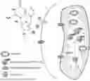 Fig. 01 - METHODS AND MATERIALS FOR IMAGING ADIPOSE TISSUE