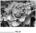 Fig. 02 - LETTUCE VARIETY ‘CARMANDA’