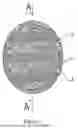 Fig. 02 - SPONGE MADE OF LUFFA