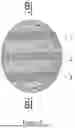 Fig. 09 - SPONGE MADE OF LUFFA